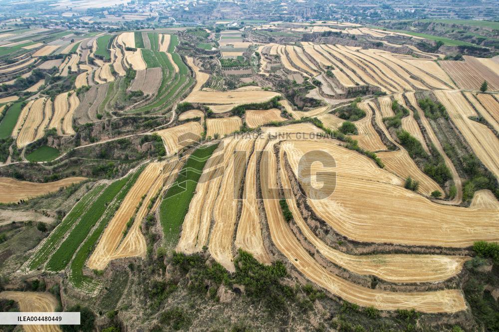 Loess Plateau Terraced Fields in Yuncheng