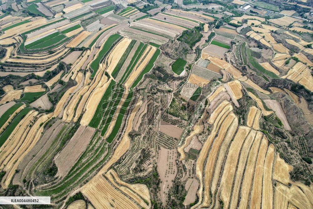 Loess Plateau Terraced Fields in Yuncheng