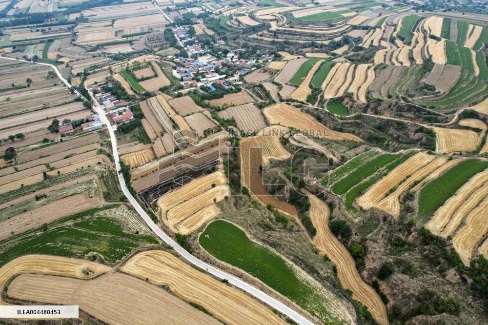 Loess Plateau Terraced Fields in Yuncheng