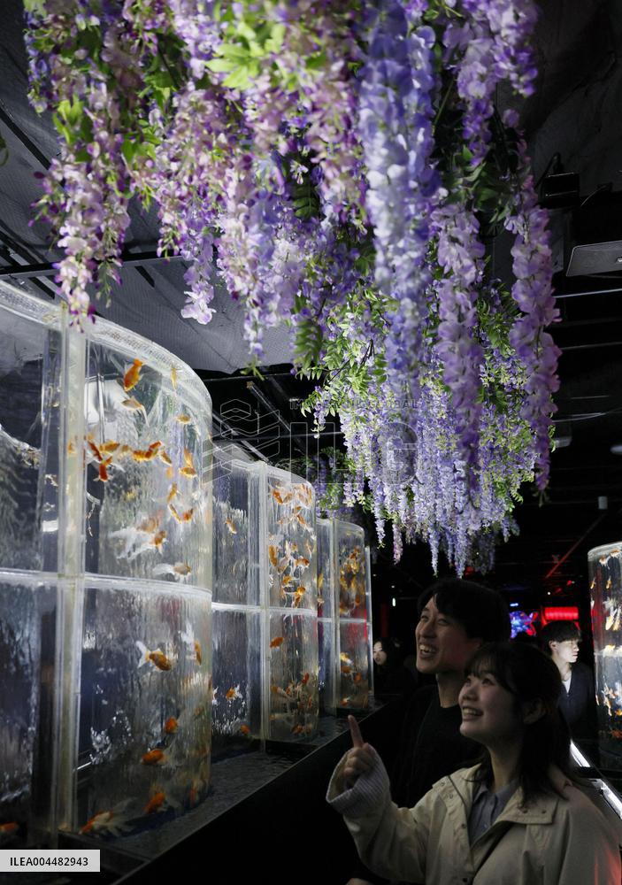 Art aquarium in Tokyo