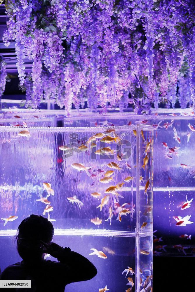 Art aquarium in Tokyo
