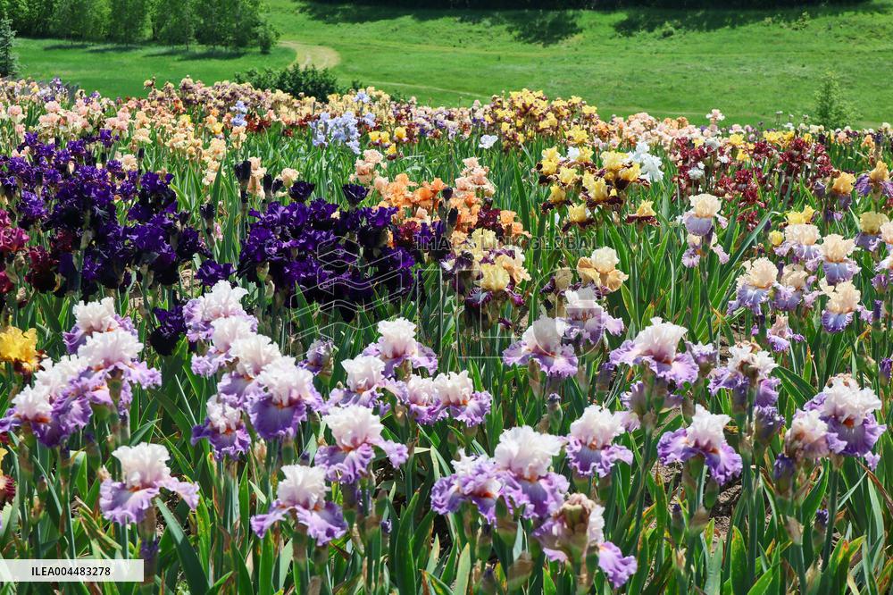 Irises