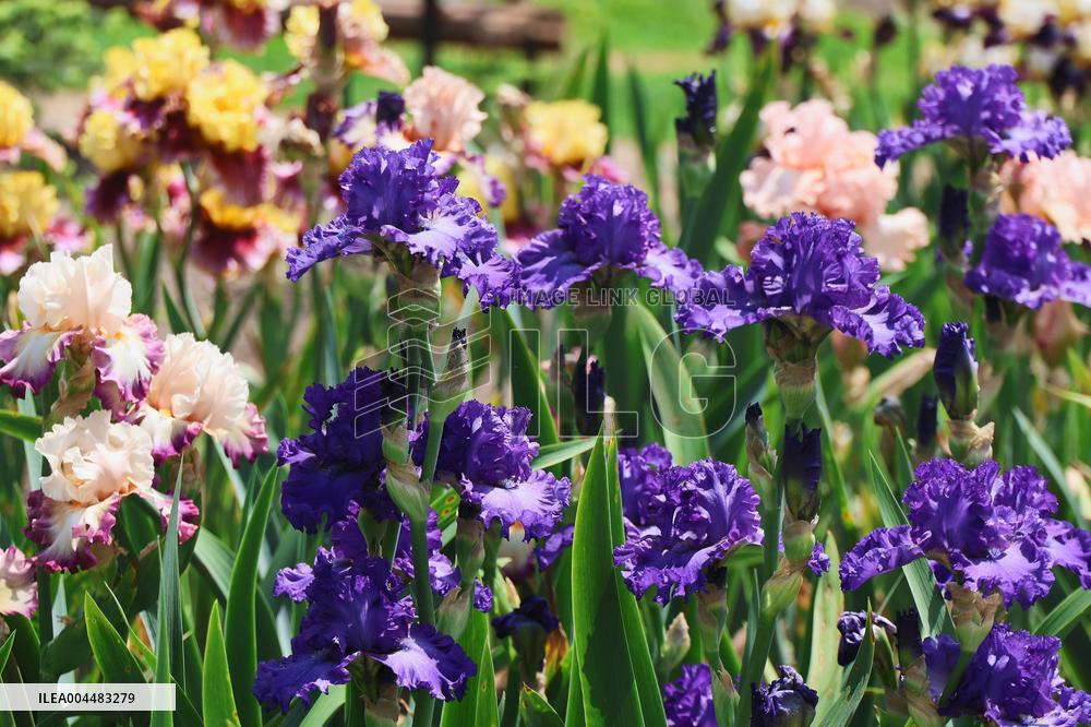 Irises