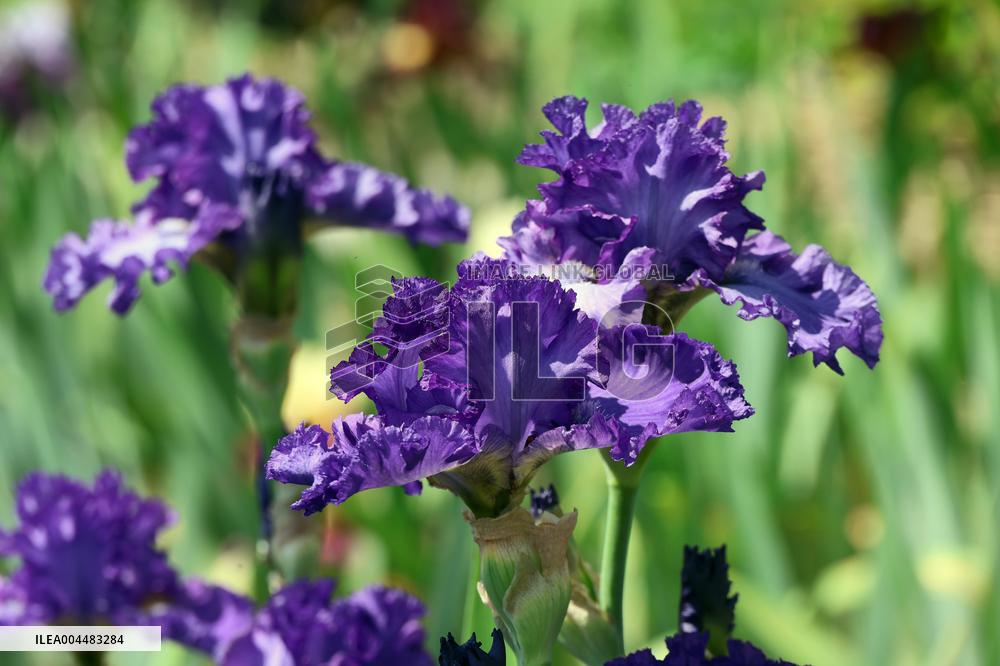 Irises