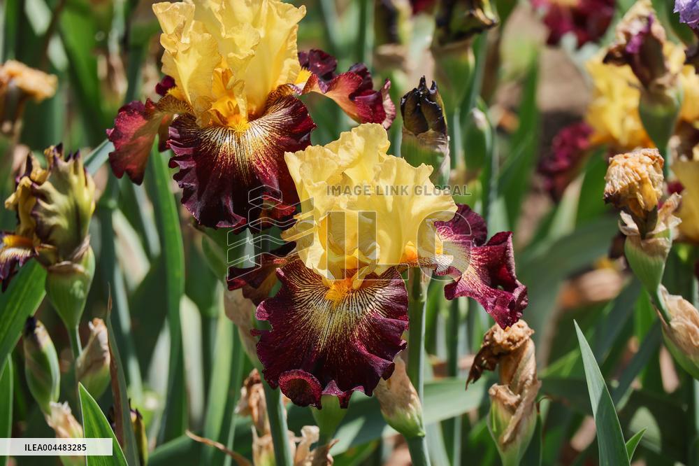 Irises
