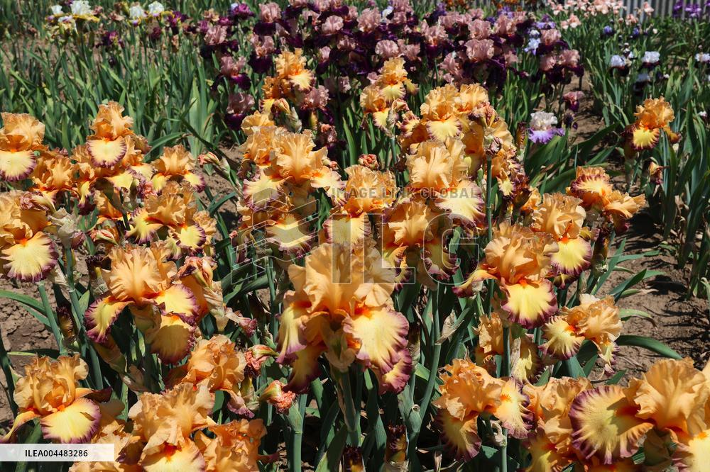 Irises