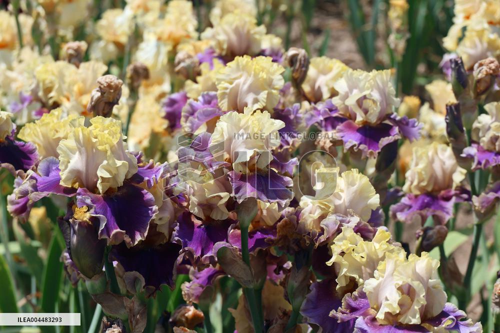 Irises