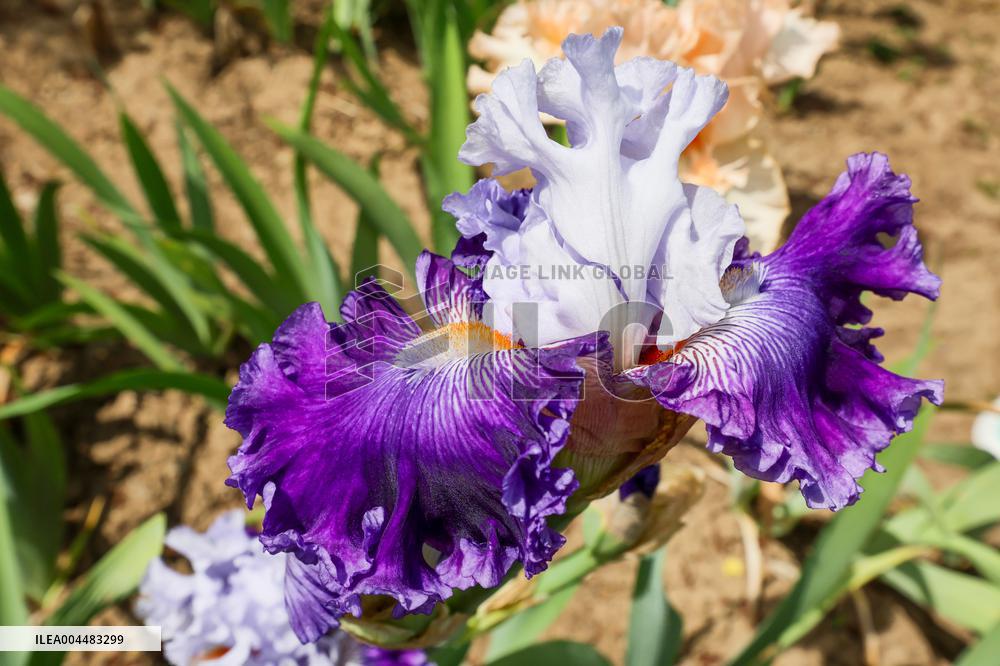 Irises
