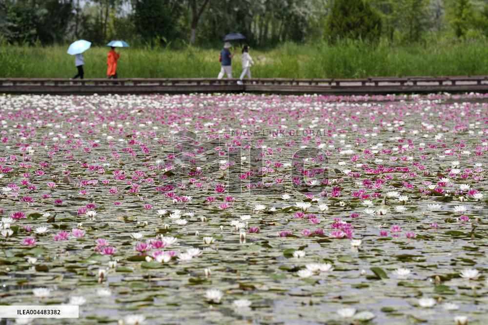 Water Lilies at China Flower Expo Park - China
