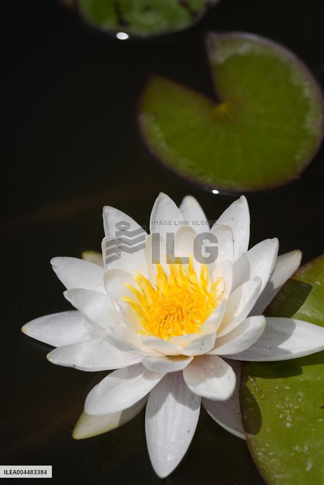 Water Lilies at China Flower Expo Park - China