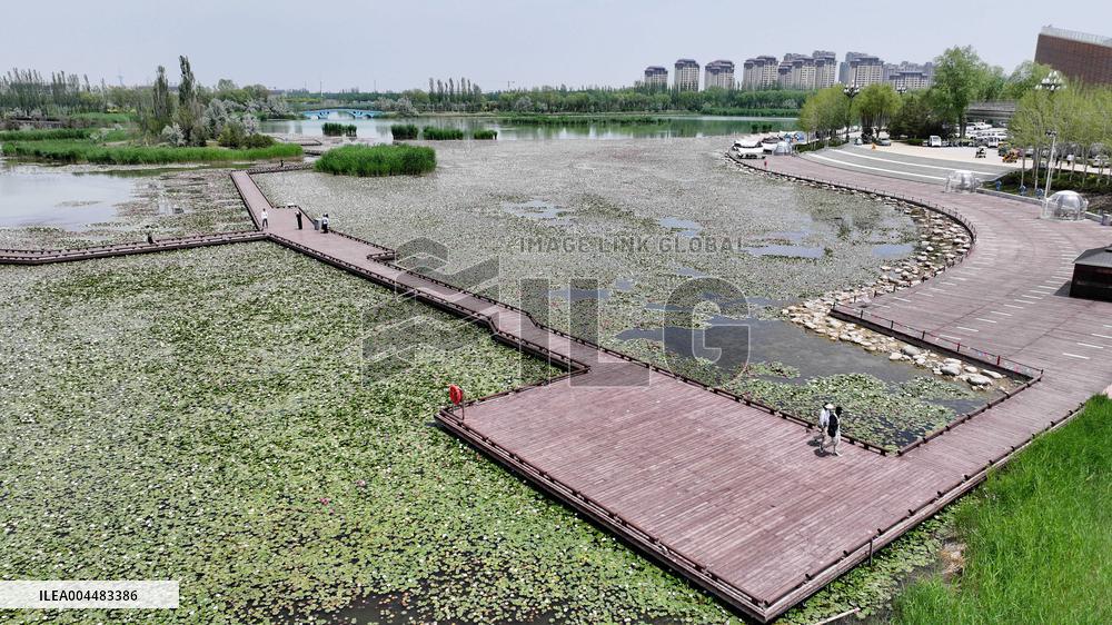 Water Lilies at China Flower Expo Park - China
