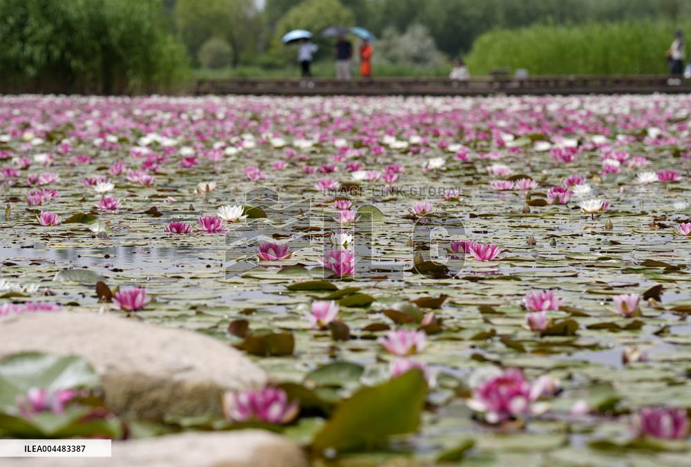 Water Lilies at China Flower Expo Park - China