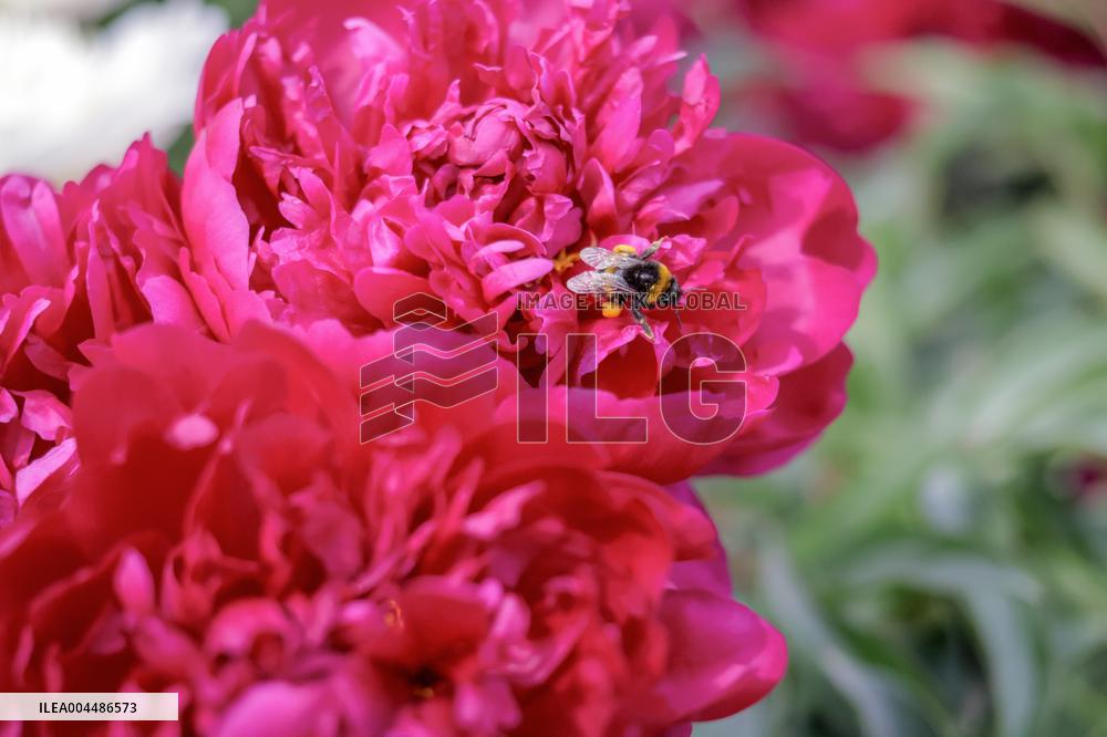 Peonies bloom at Hryshko Botanical Garden in Kyiv
