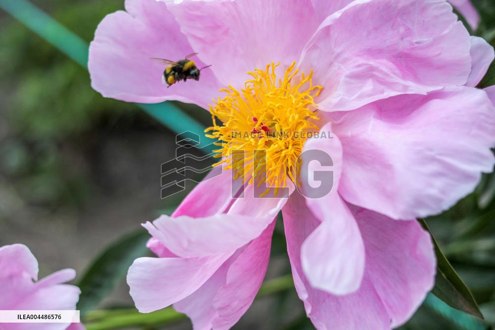 Peonies bloom at Hryshko Botanical Garden in Kyiv