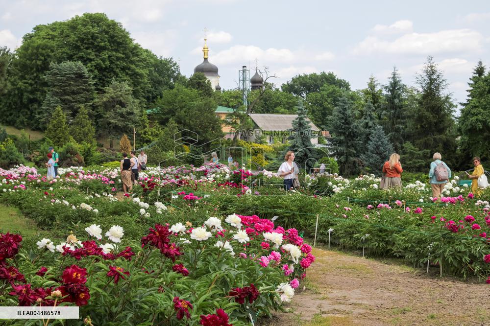 Peonies bloom at Hryshko Botanical Garden in Kyiv