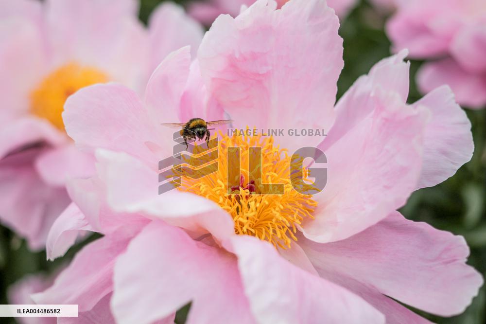 Peonies bloom at Hryshko Botanical Garden in Kyiv