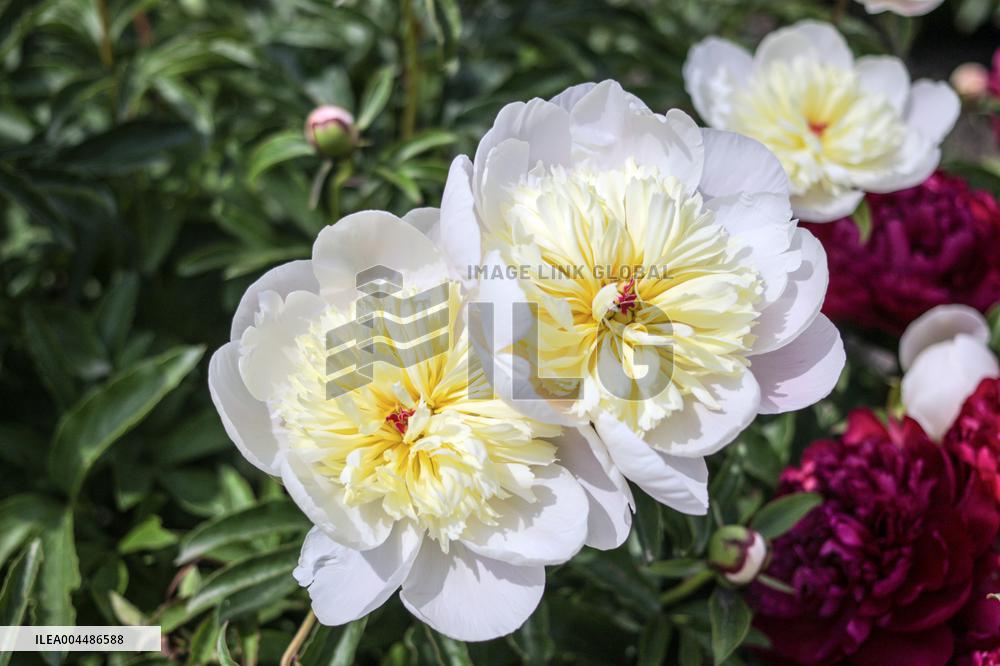 Peonies bloom at Hryshko Botanical Garden in Kyiv