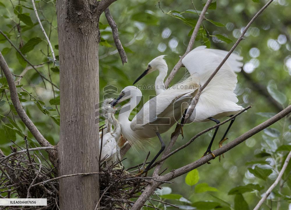 A White Egret Nurtures its Young in Hongze Lake Wetland in Suqian