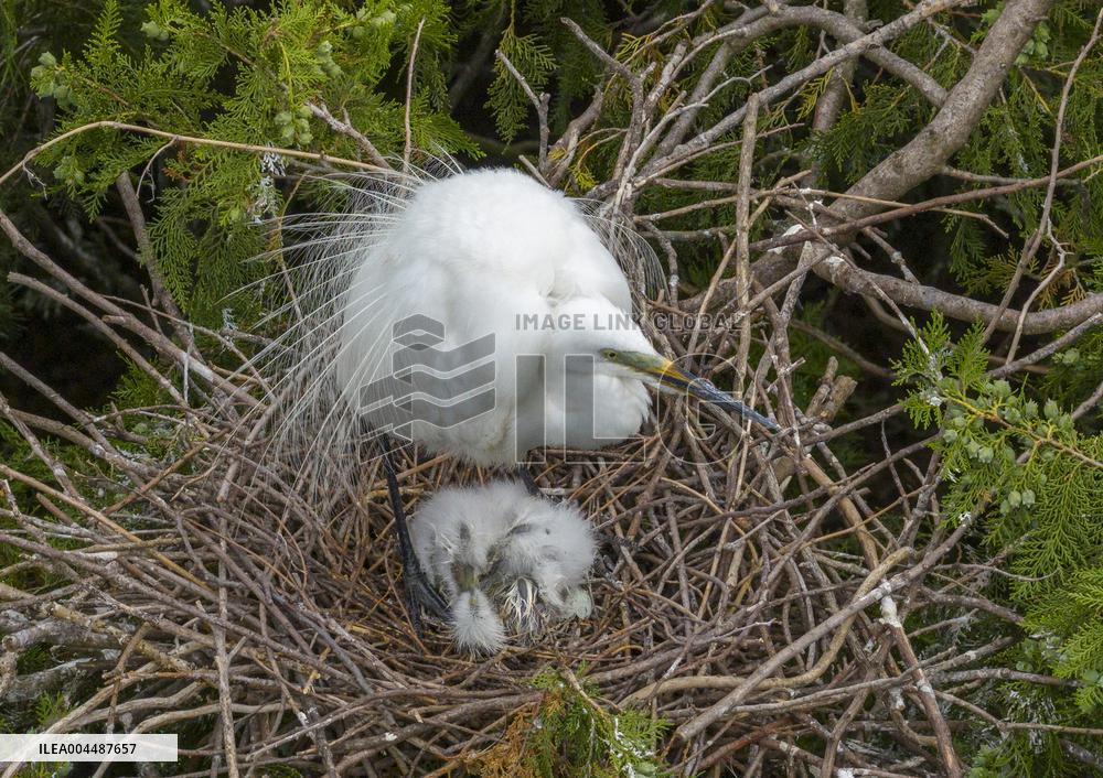 A White Egret Nurtures its Young in Hongze Lake Wetland in Suqian