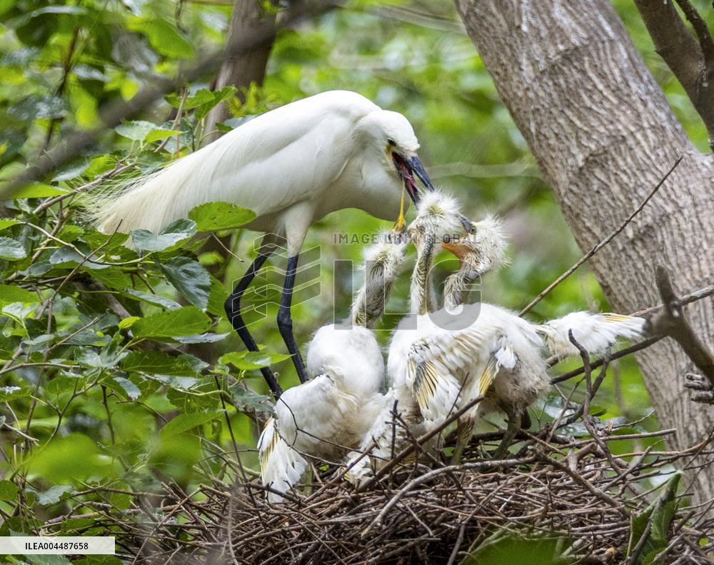A White Egret Nurtures its Young in Hongze Lake Wetland in Suqian