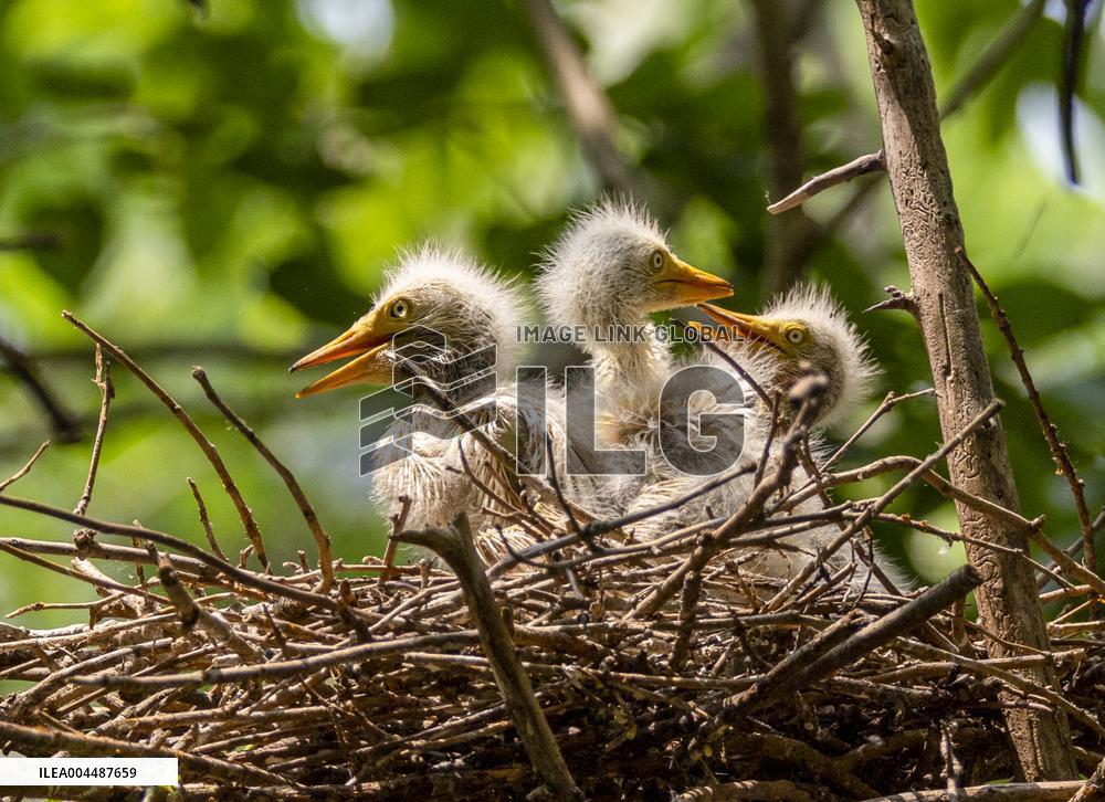 A White Egret Nurtures its Young in Hongze Lake Wetland in Suqian