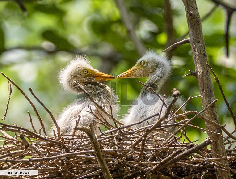 A White Egret Nurtures its Young in Hongze Lake Wetland in Suqian