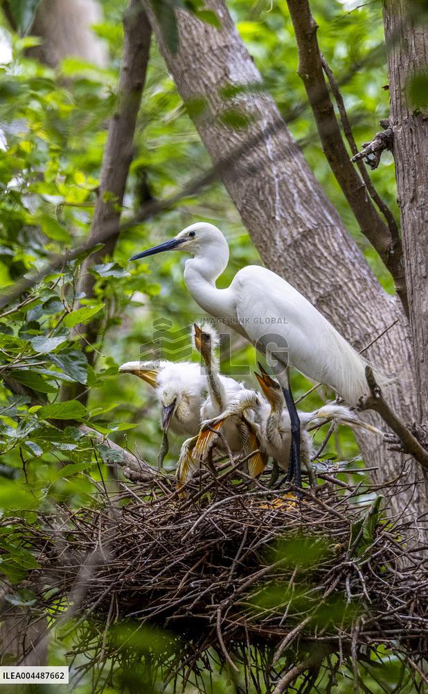 A White Egret Nurtures its Young in Hongze Lake Wetland in Suqian