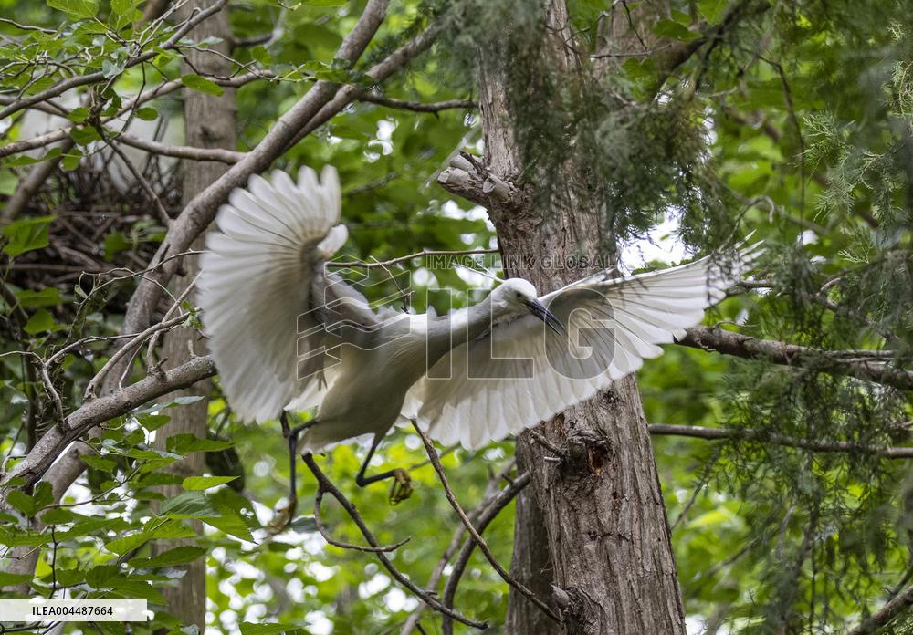 A White Egret Nurtures its Young in Hongze Lake Wetland in Suqian