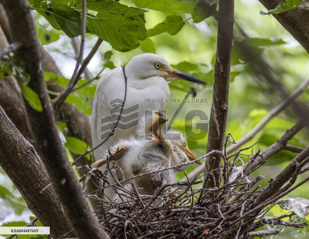 A White Egret Nurtures its Young in Hongze Lake Wetland in Suqian