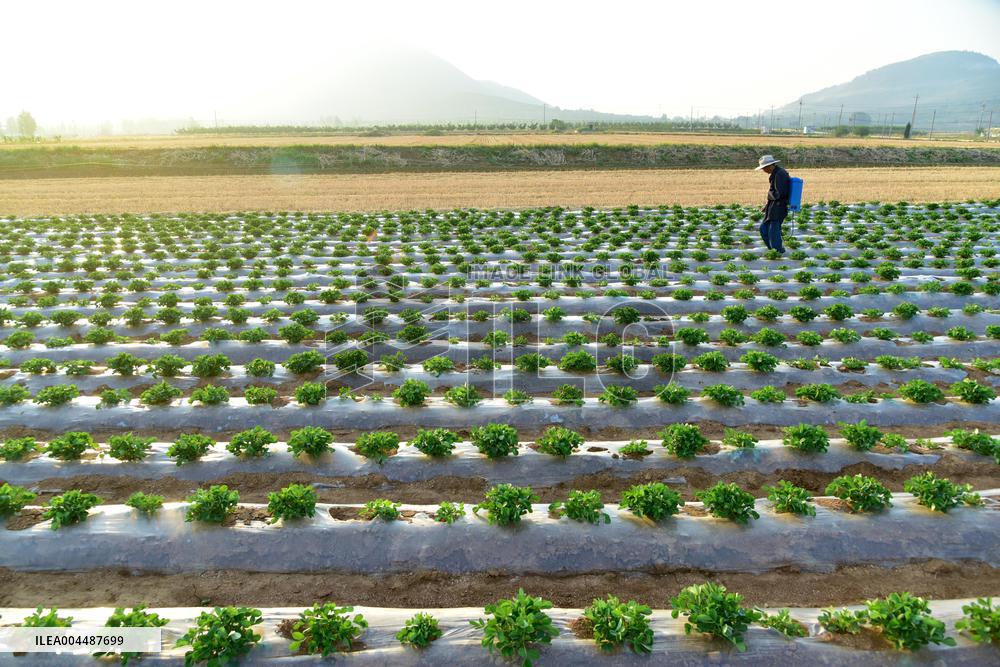 Agricultural High Yield