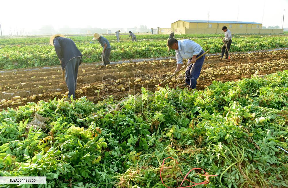 Agricultural High Yield
