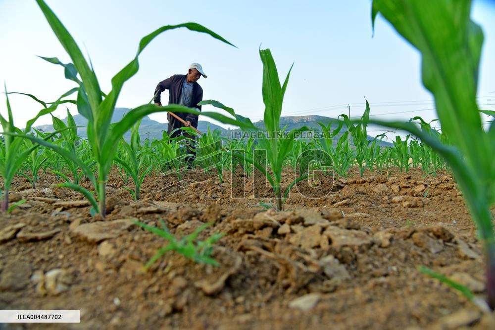 Agricultural High Yield