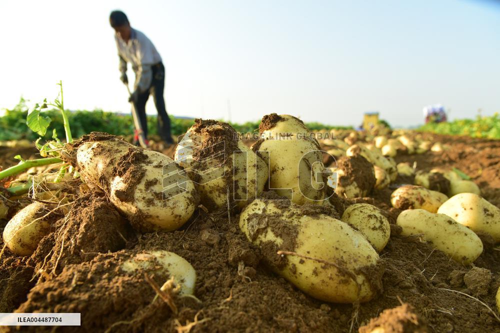 Agricultural High Yield