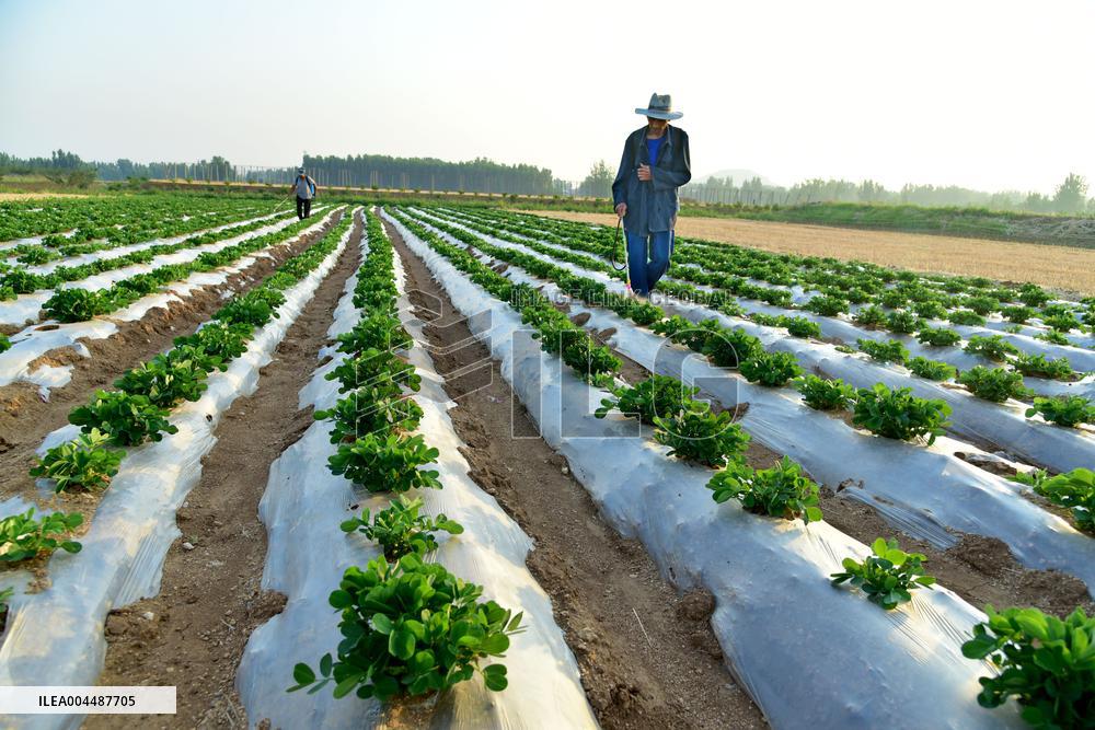 Agricultural High Yield