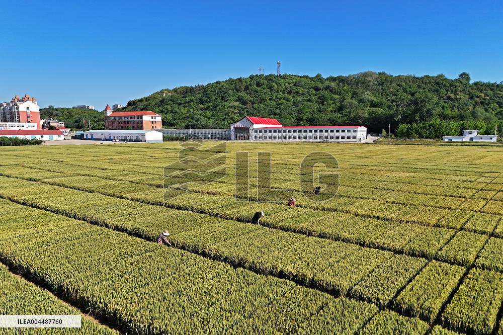 Winter Wheat Breeding Experimental Field in Yantai