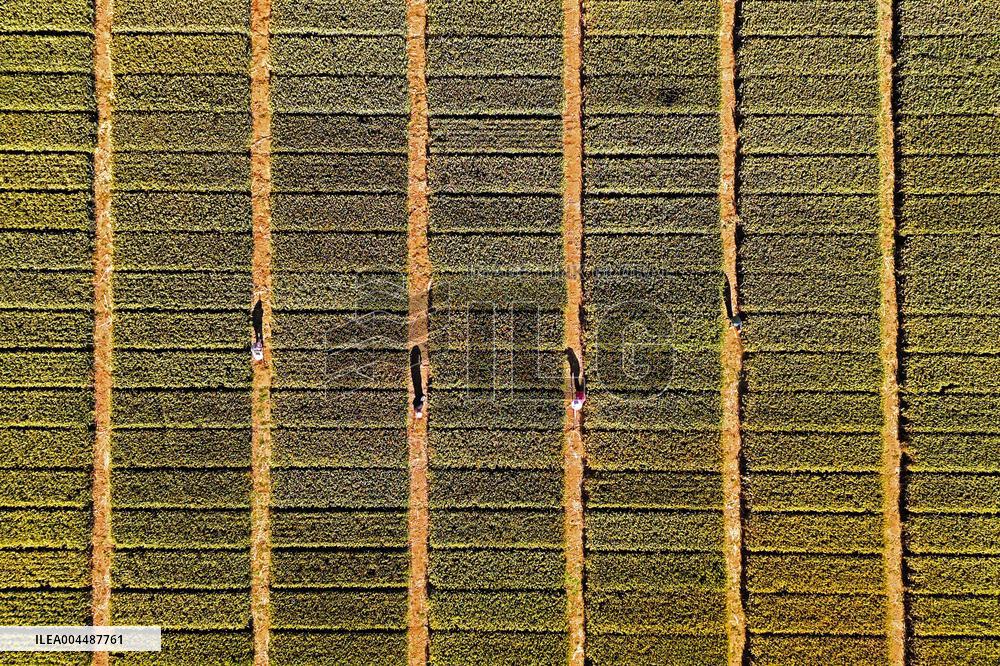 Winter Wheat Breeding Experimental Field in Yantai