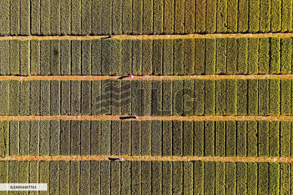 Winter Wheat Breeding Experimental Field in Yantai