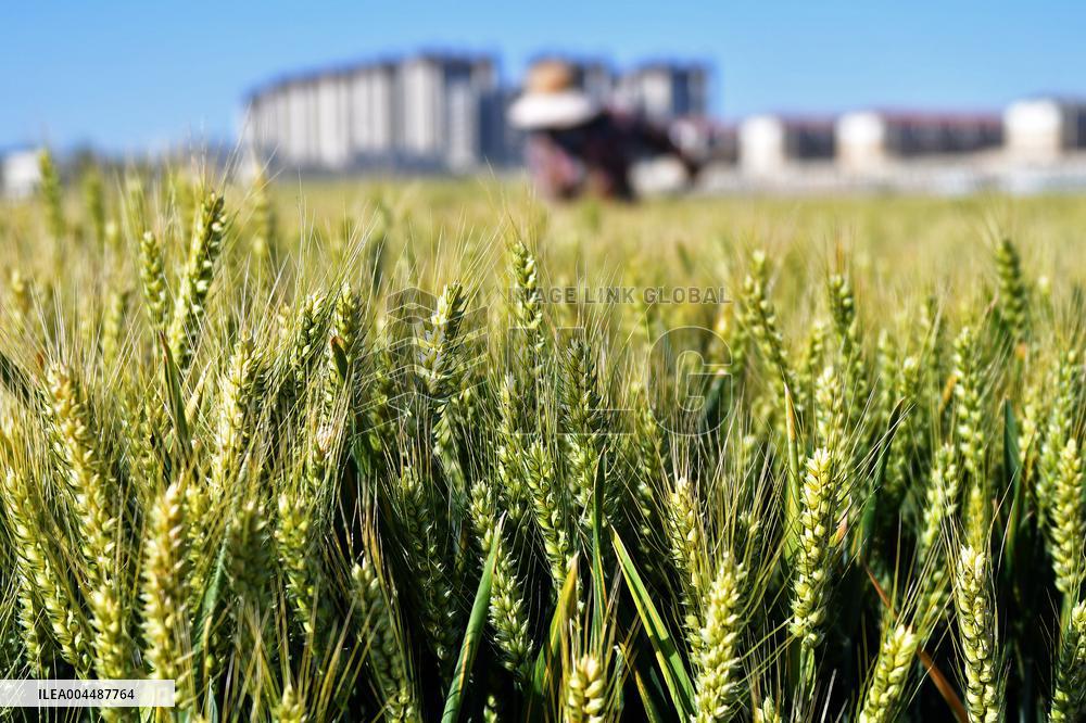 Winter Wheat Breeding Experimental Field in Yantai