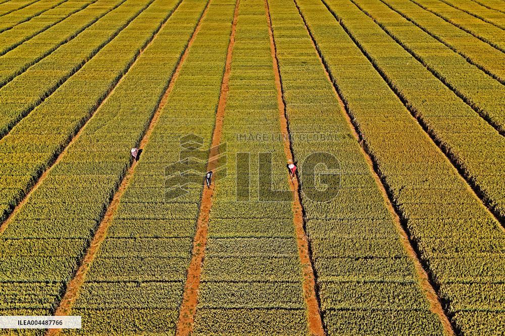 Winter Wheat Breeding Experimental Field in Yantai