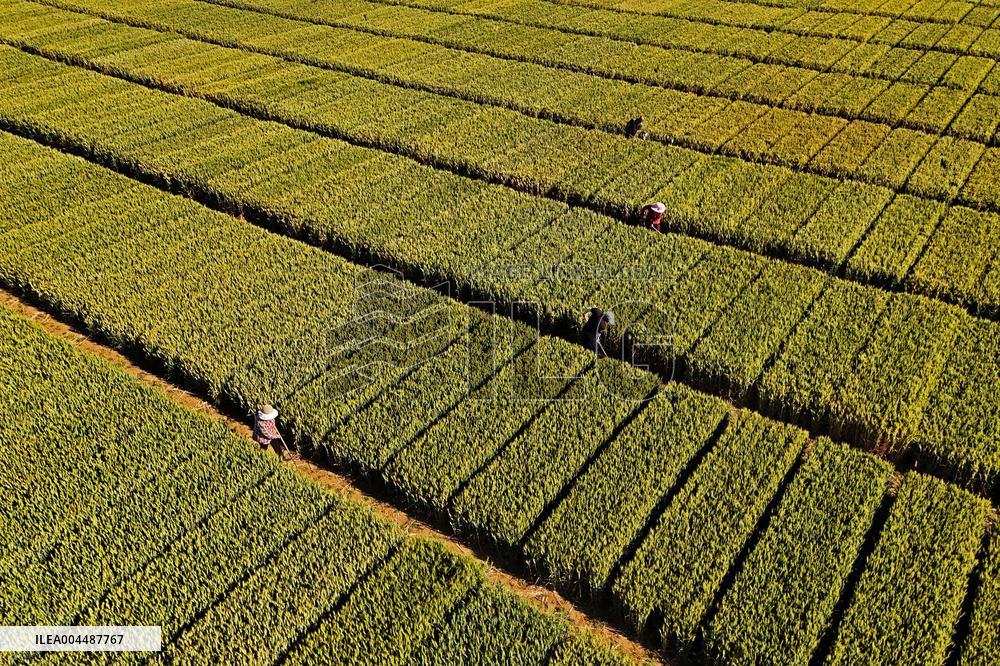 Winter Wheat Breeding Experimental Field in Yantai
