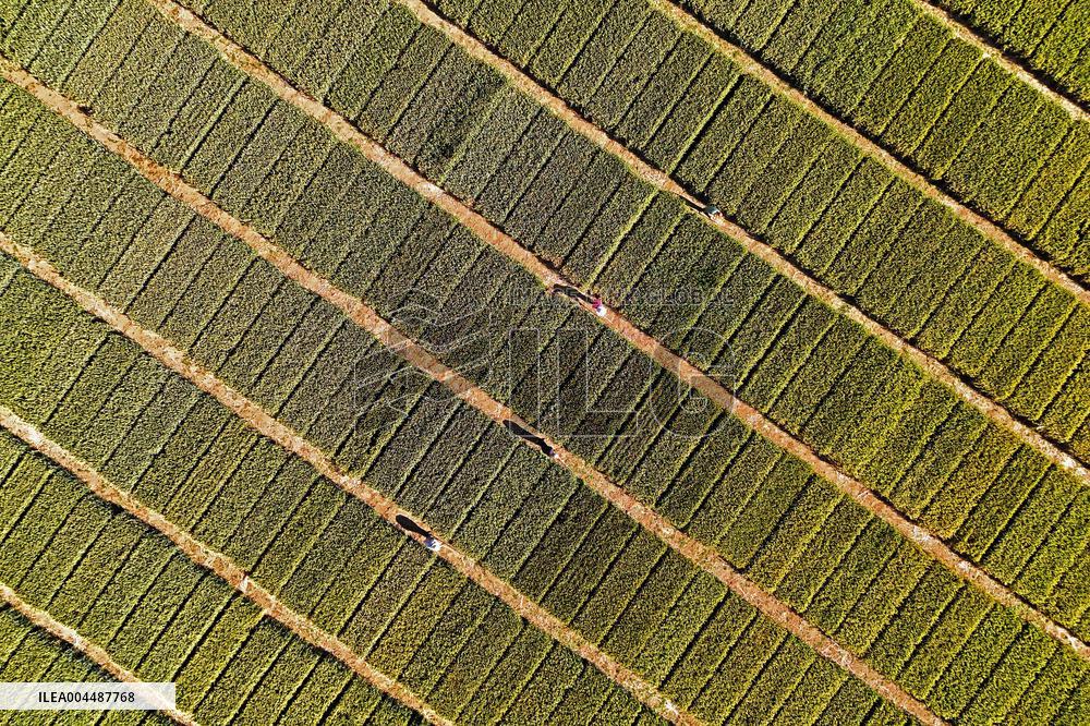 Winter Wheat Breeding Experimental Field in Yantai