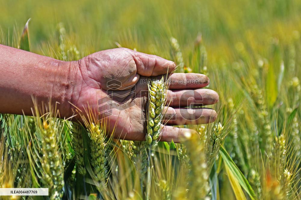 Winter Wheat Breeding Experimental Field in Yantai
