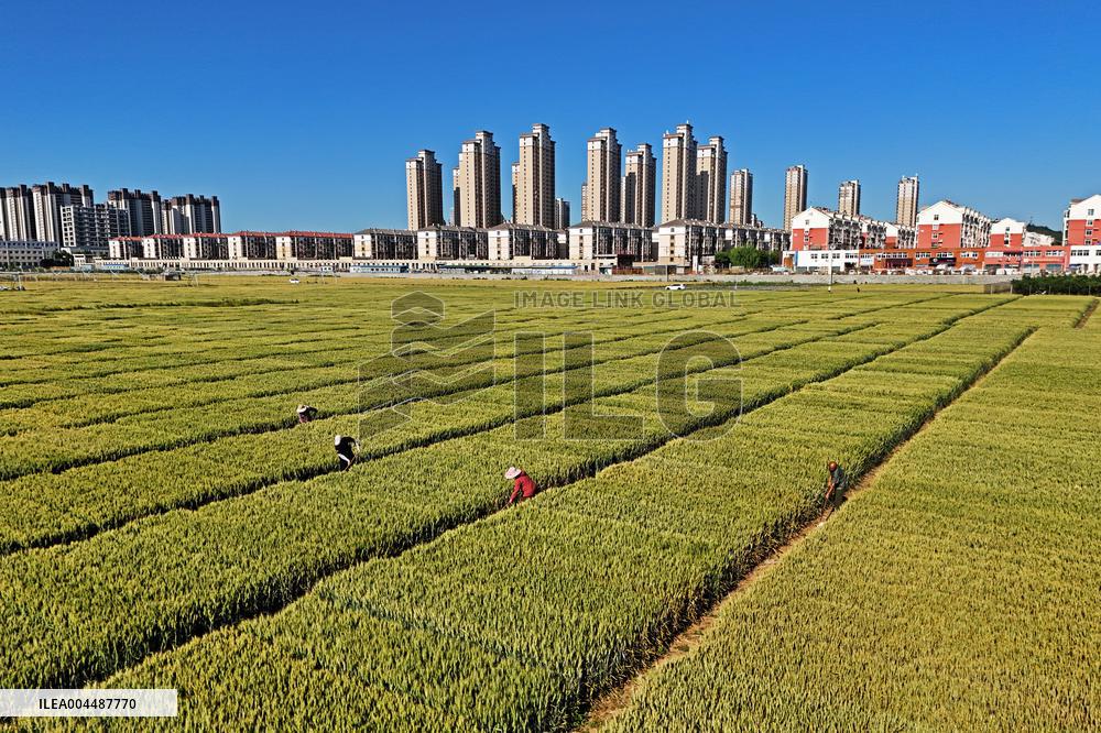 Winter Wheat Breeding Experimental Field in Yantai