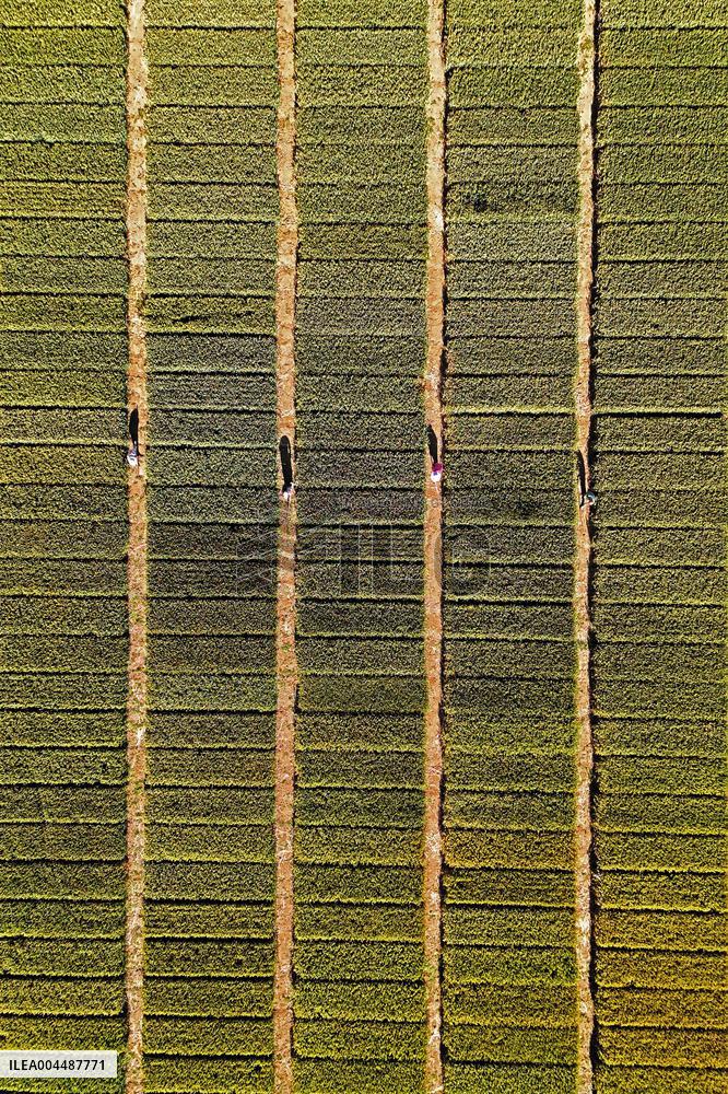 Winter Wheat Breeding Experimental Field in Yantai