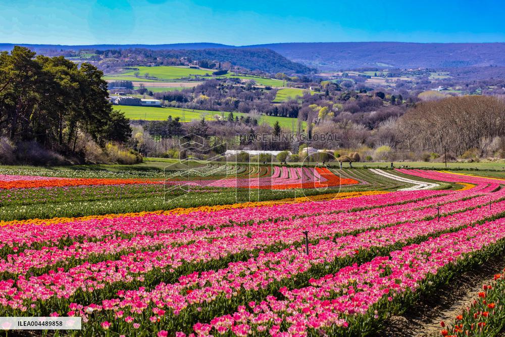 Illustration - Provence