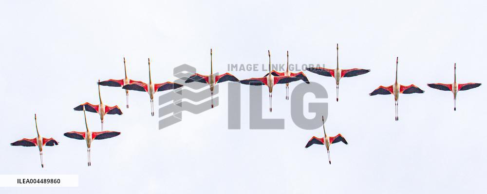 Illustration - Provence