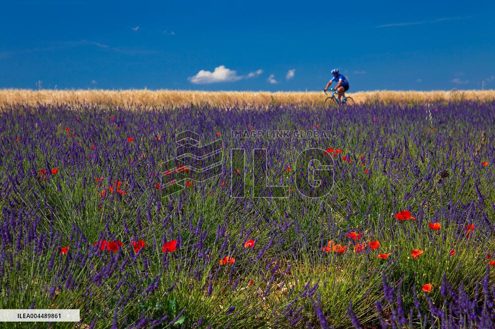 Illustration - Provence