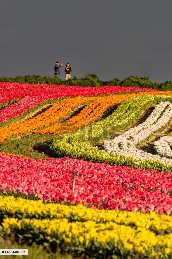 Illustration - Provence