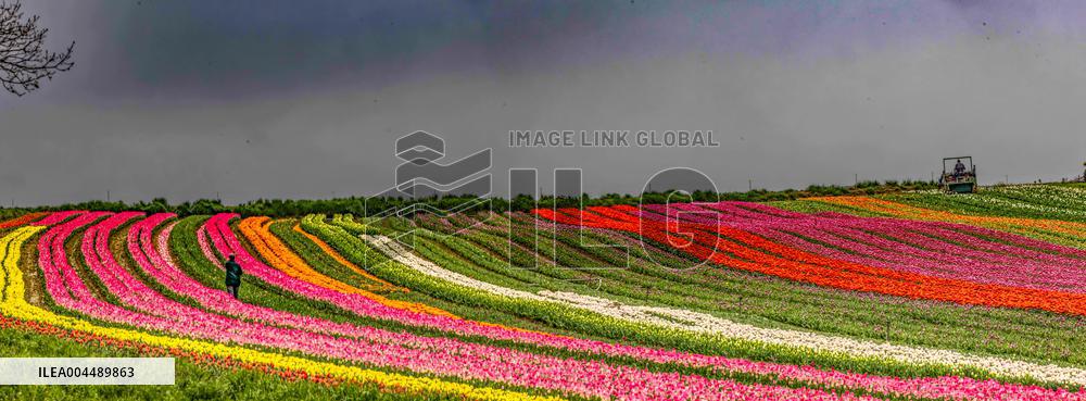 Illustration - Provence