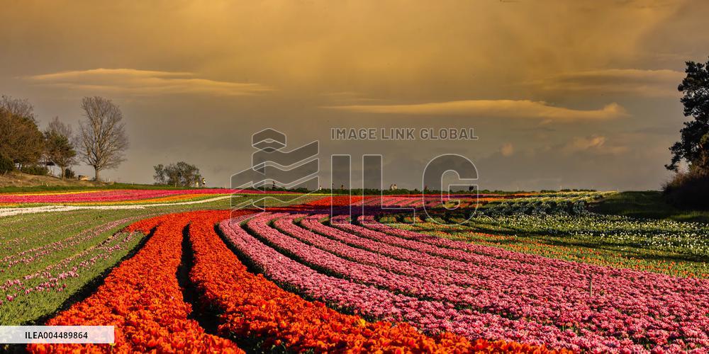 Illustration - Provence